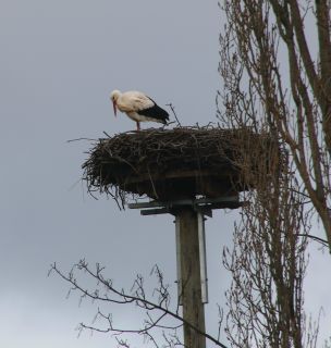 Böhl-Iggelheim Störche 2015