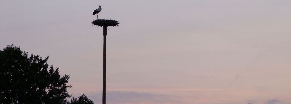 Storch im Abendrot