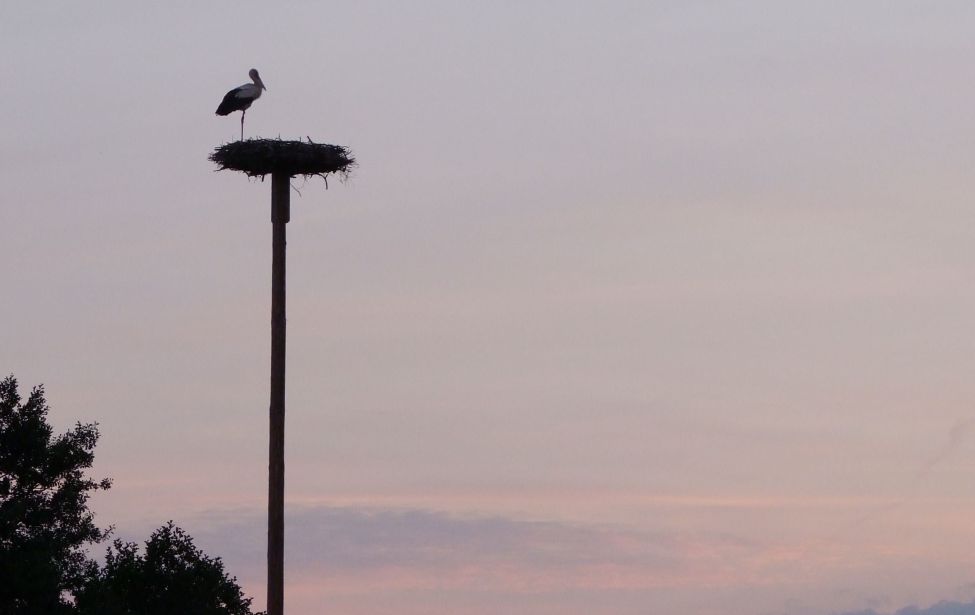 Storch im Abendrot